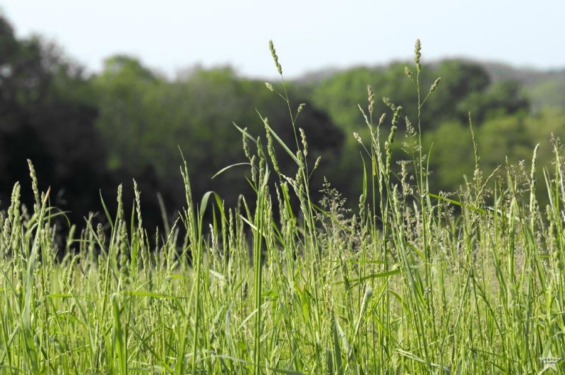 In the Weeds