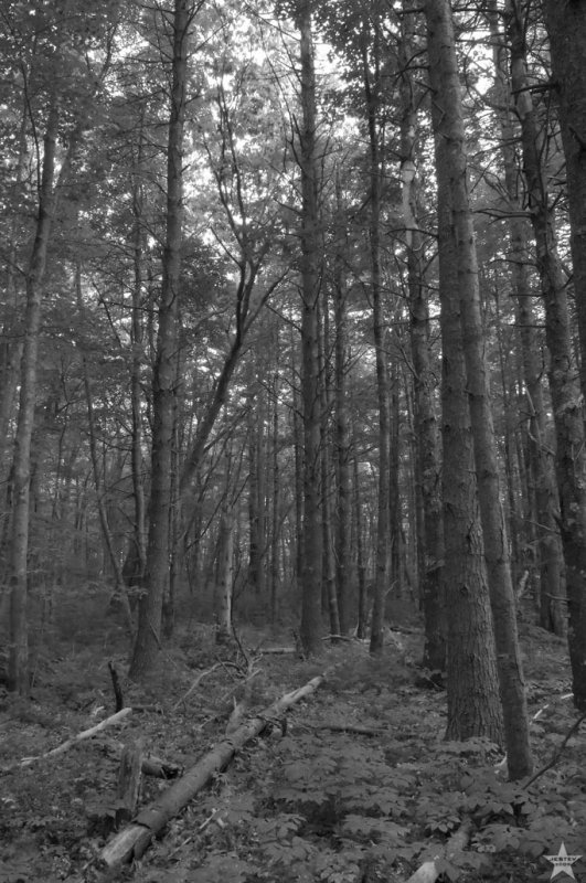 In the Forest