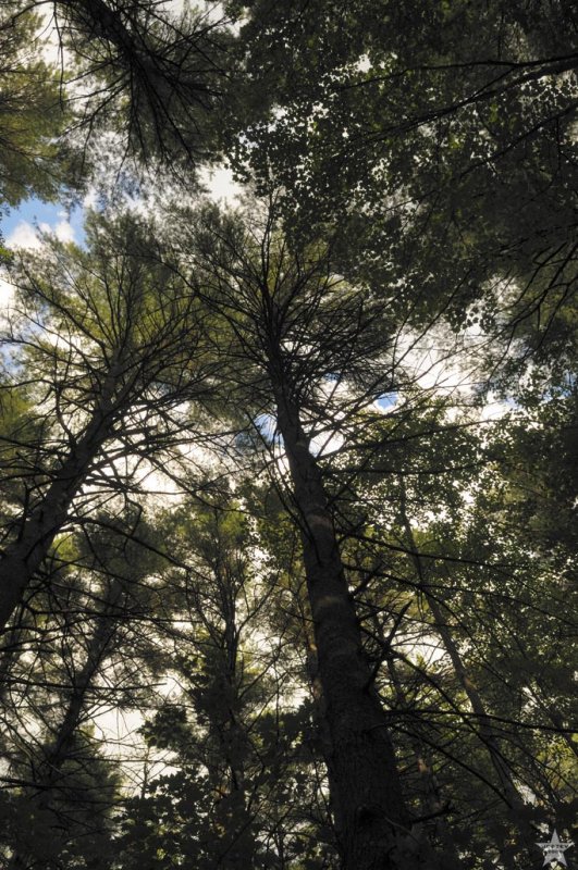 Branches of the Sky