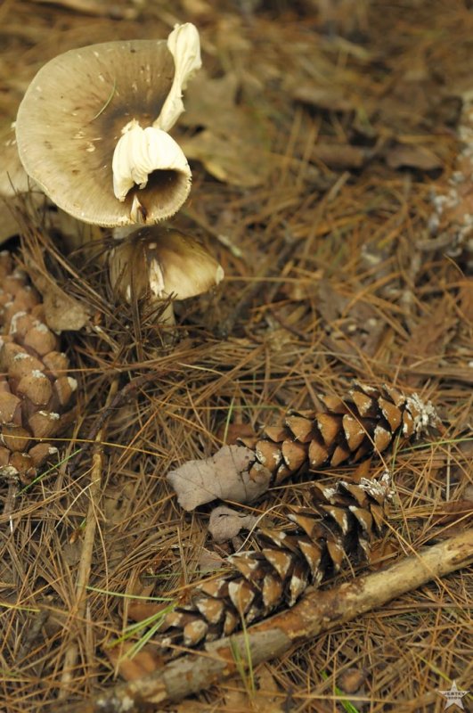 Pine Life