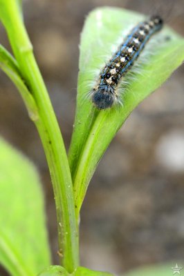 Blue Ridge Caterpillar
