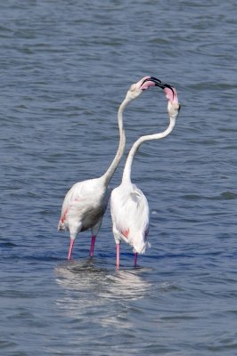 Flamingos at Palavas-les-Flots