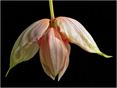 Medinilla magnifica