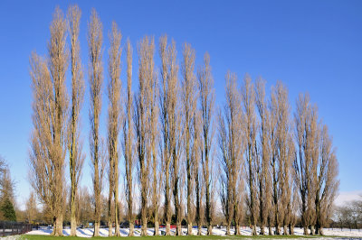 Poplars in Abbey Meadows