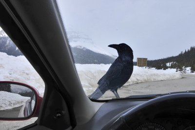 Hooded Crow!