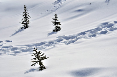 Near Peyto Lake