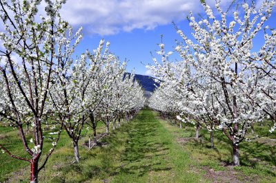 Okanagan fruit farm