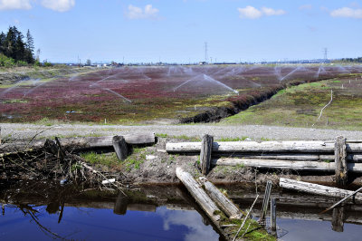 Cranberry fields