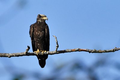 Reifel Island Bird Sanctuary