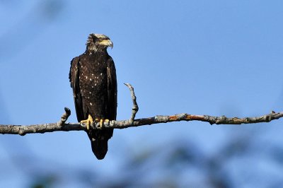 Reifel Island Bird Sanctuary