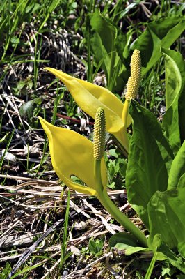 Skunk cabbage