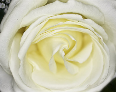 20080923_White_Rose_macro_10exp.jpg