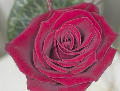 Dusky Rose.jpg