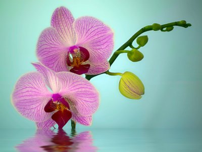 new_pink_orchids.ref.jpg