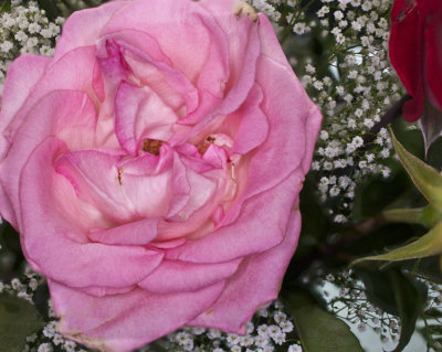 20080923_Pale pink_12exp.02.jpg