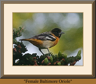 15female_oriole.jpg