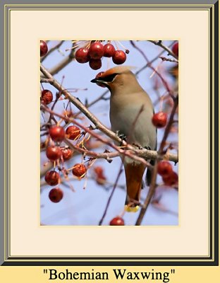 236bohemian_waxwing.jpg