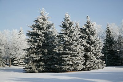 290winter_wonderland_sm.jpg