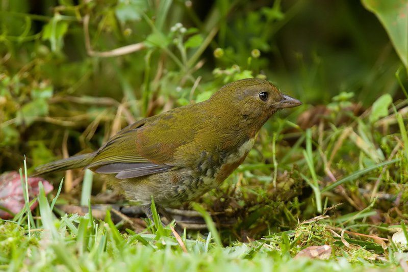 Rufous-naped Whistler (juvenile)