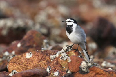 Steaked Eye Wagtail