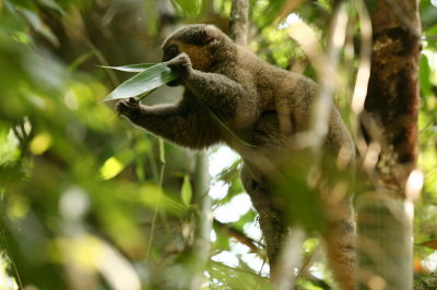 Lemurs in Ranomafana