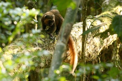 Golden Bamboo Lemur