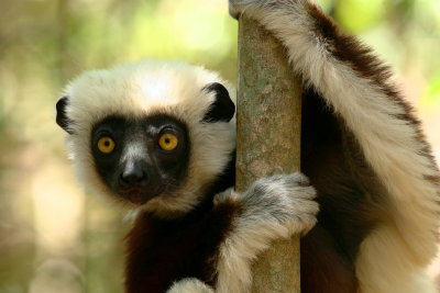 Lemurs in Ankarafantsika