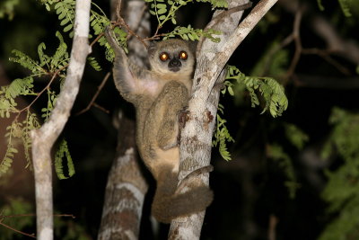 Milne-Edward's Sportive Lemur