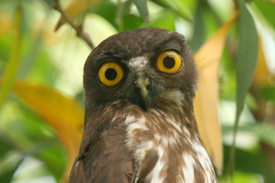 Brown Hawk Owl