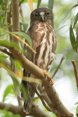 Brown Hawk Owl