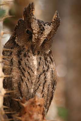 Madagascar Scops Owl