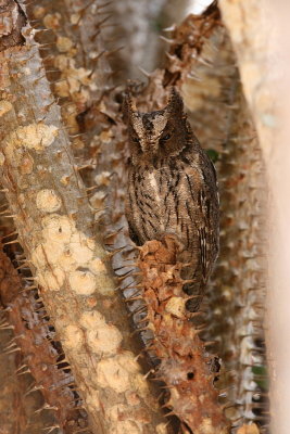 Madagascar Scops Owl