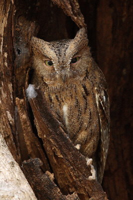 Madagascar Scops Owl (Western)