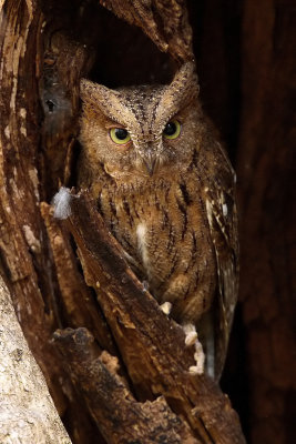 Madagascar Scops Owl (Western)