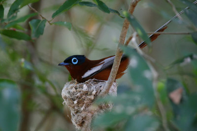Madagascar Paradise Flycatcher (M)