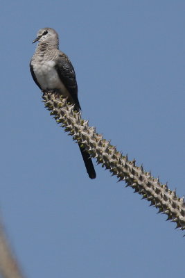 Namaqua Dove (F)