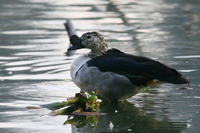 Comb Duck (M)