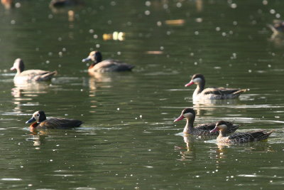 Red-billled Teal