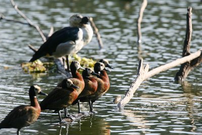 White-fronted Whistling Duck