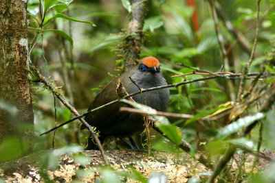 Red-fronted Coua