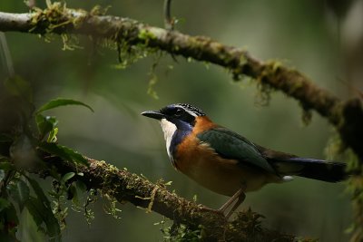 Birds in Ranomafana