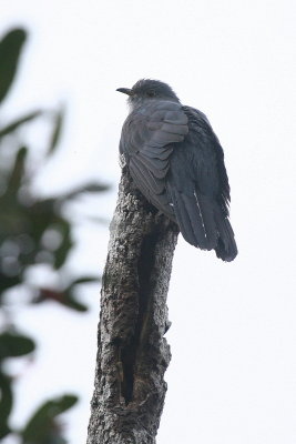 Madagascar Lesser Cuckoo