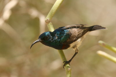 Souimanga Sunbird (M)