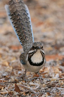 Long-tailed Ground-roller