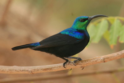 Madagascar Green Sunbird