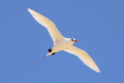 Red-tailed Tropicbird