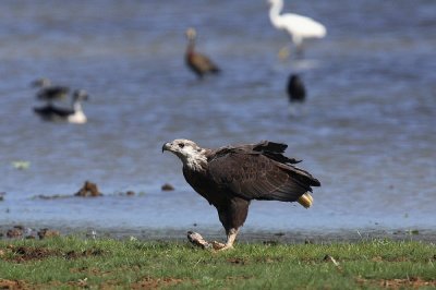 Madagascar Fish Eagle