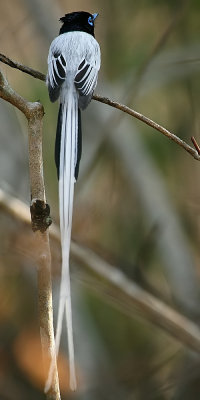 Madagascar Paradise Flycatcher (M)