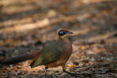 Red-capped Coua
