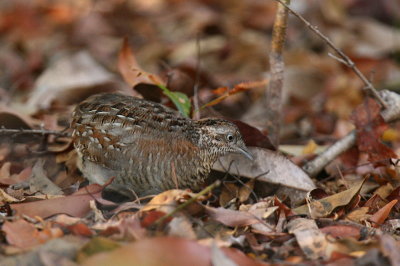 Madagascar Button-quail